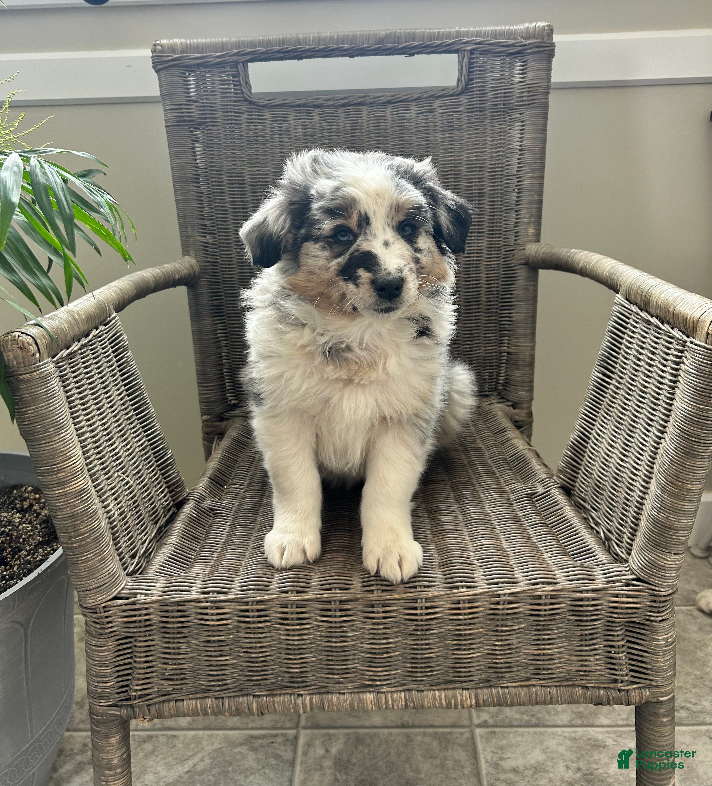 Australian Shepherd dogs Leo - Ad 1