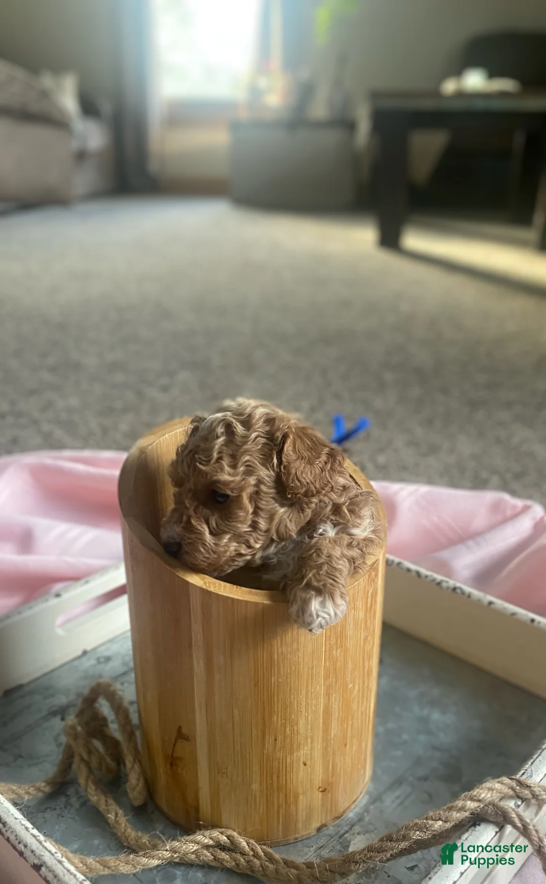 Toy Poodle dogs for sale: LITTLE ARCHIE - Ad 49