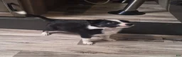 Border Collie dogs for sale: Nemo - Ad 1