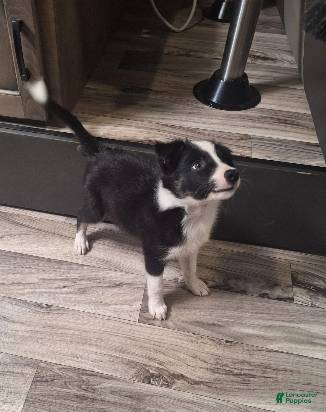 Border Collie dogs for sale: Nemo - Ad 1