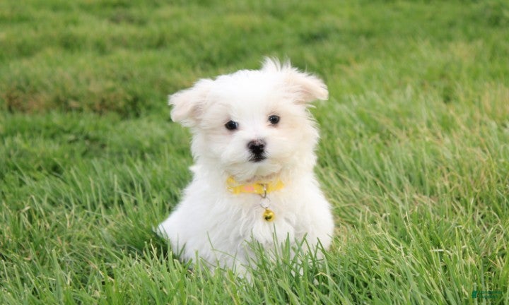 Maltese dogs Benny  - Ad 2