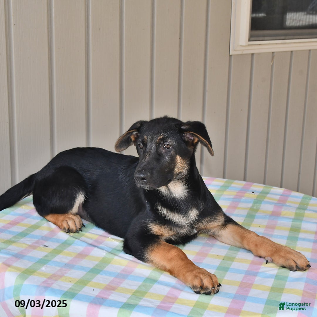 German Shepherd dogs for sale: Kelsey - Ad 14