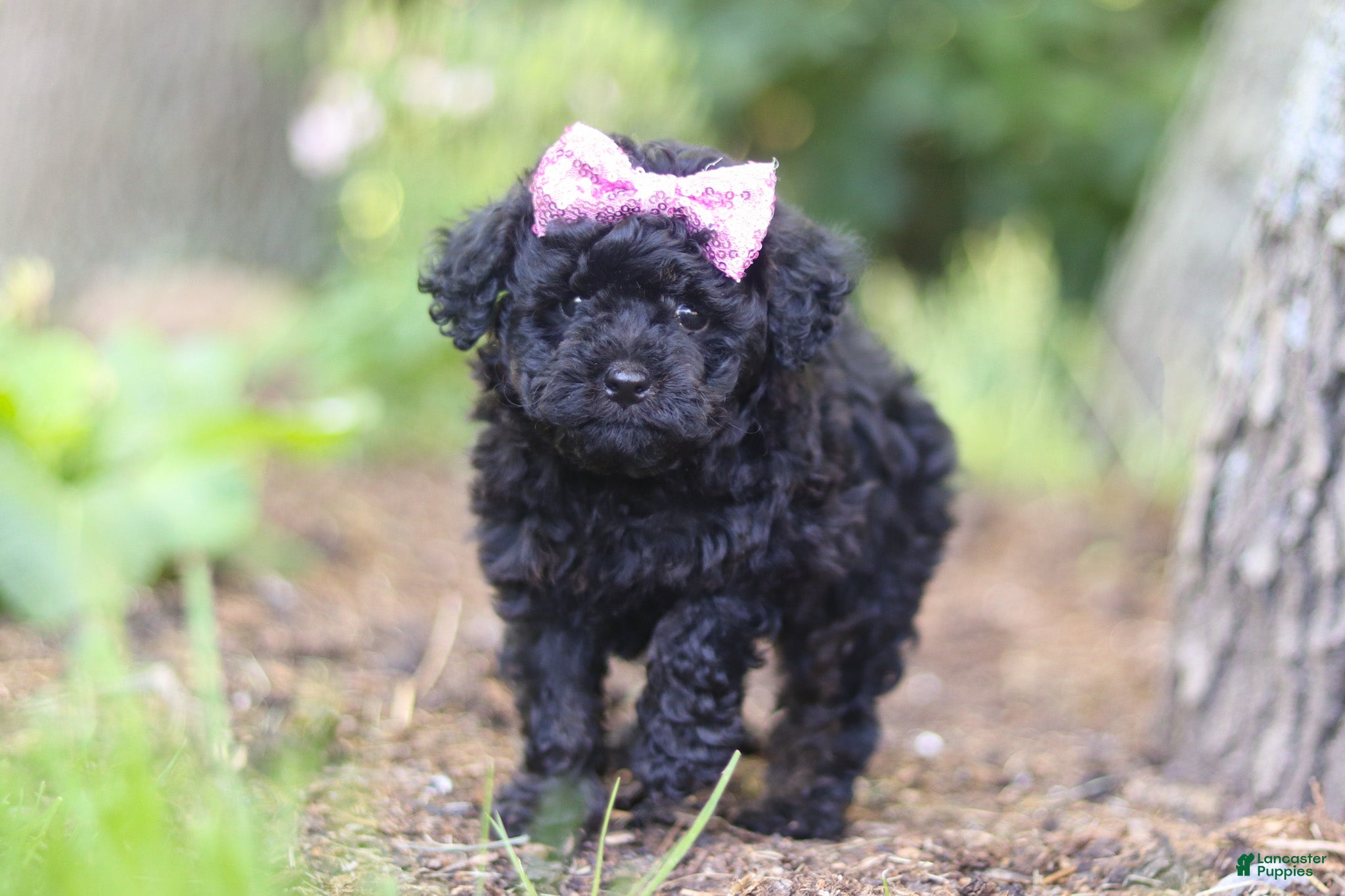 Miniature Poodle dogs for sale: April - Ad 4
