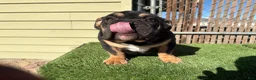 English Bulldog dogs for sale: KINGSTON – Black Tan Tri LOVERBOY in LA, CA. USA Delivery Available! - Ad 15