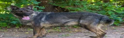 Mixed Breed dogs for sale: Nero - Ad 8