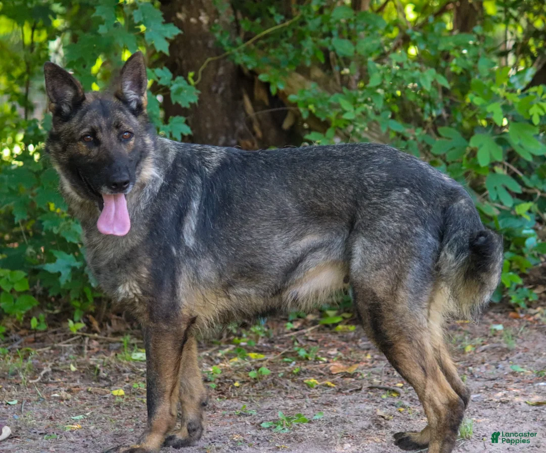 Mixed Breed dogs for sale: Nero - Ad 8