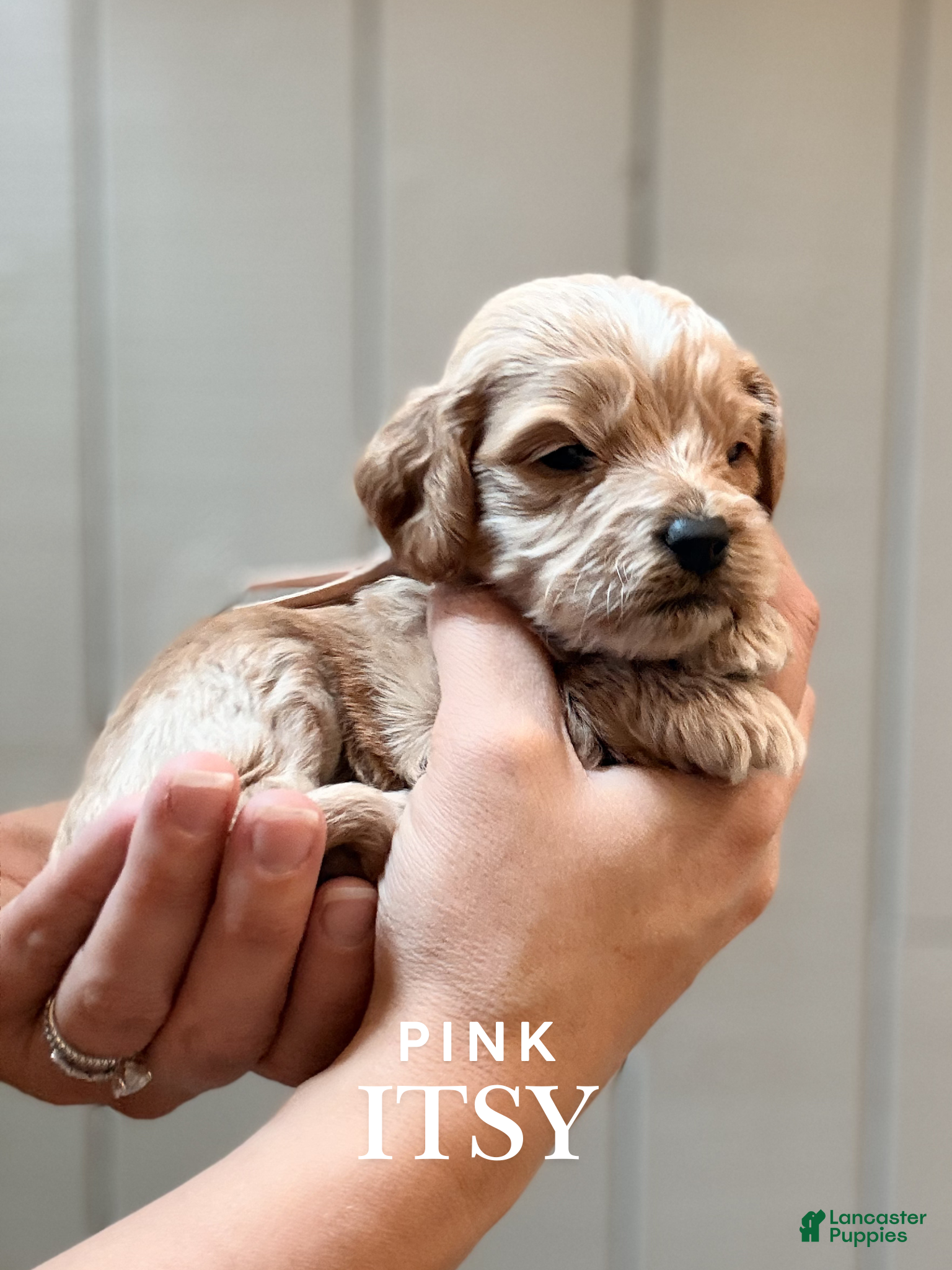 Cockapoo dogs "Itsy" Cockapoo - Ad 1