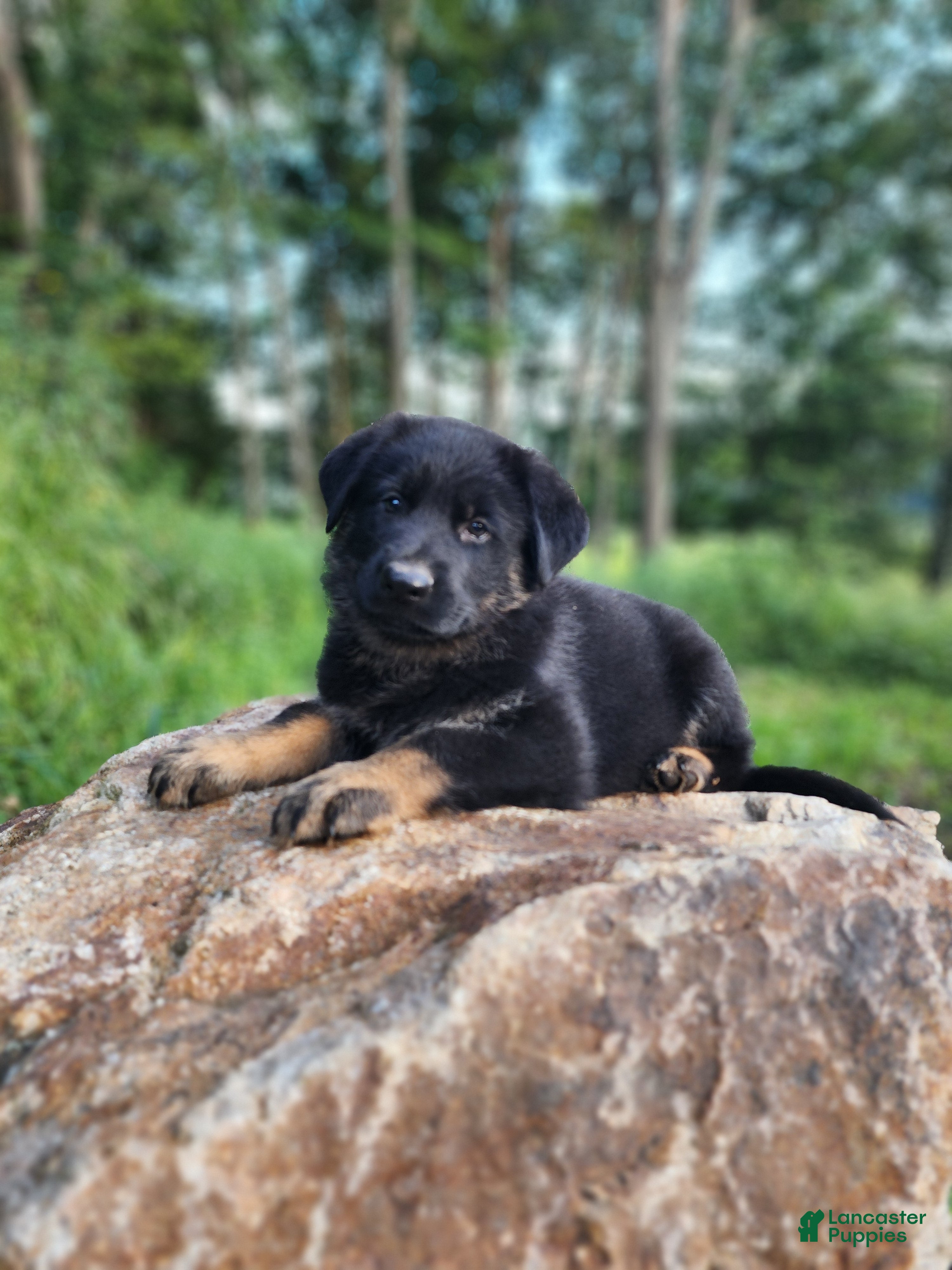 German Shepherd dogs Trek - Ad 1