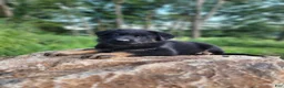 German Shepherd dogs for sale: Trek - Ad 12