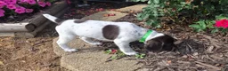 German Shorthaired Pointer dogs for sale: German Shorthaired Pointer ( green collar ) - Ad 3