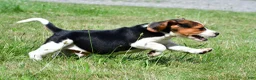 Beagle dogs for sale: Carson - Ad 6