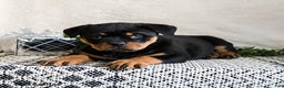 Rottweiler dogs for sale: Ginny - Ad 5