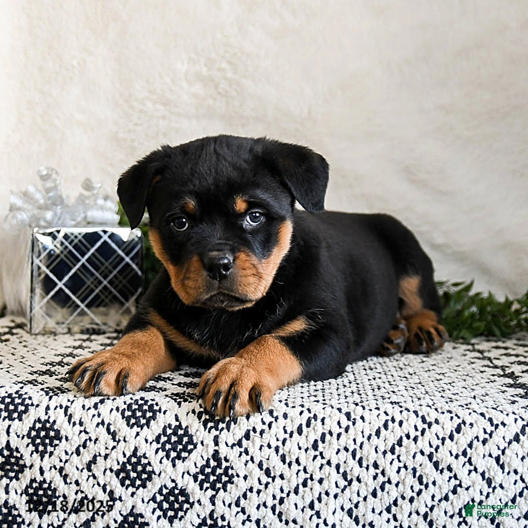 Rottweiler dogs for sale: Ginny - Ad 5