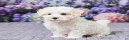 Maltipoo dogs for sale: Tommy - Ad 2