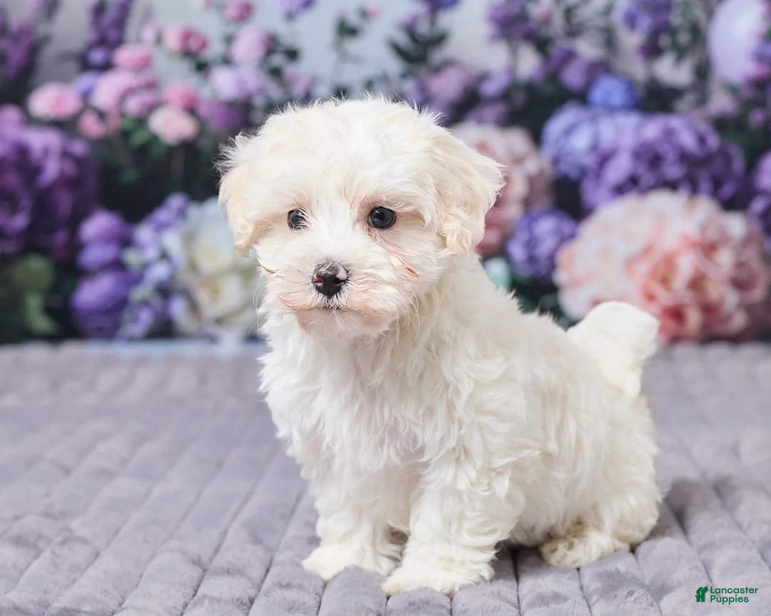 Maltipoo dogs for sale: Tommy - Ad 2