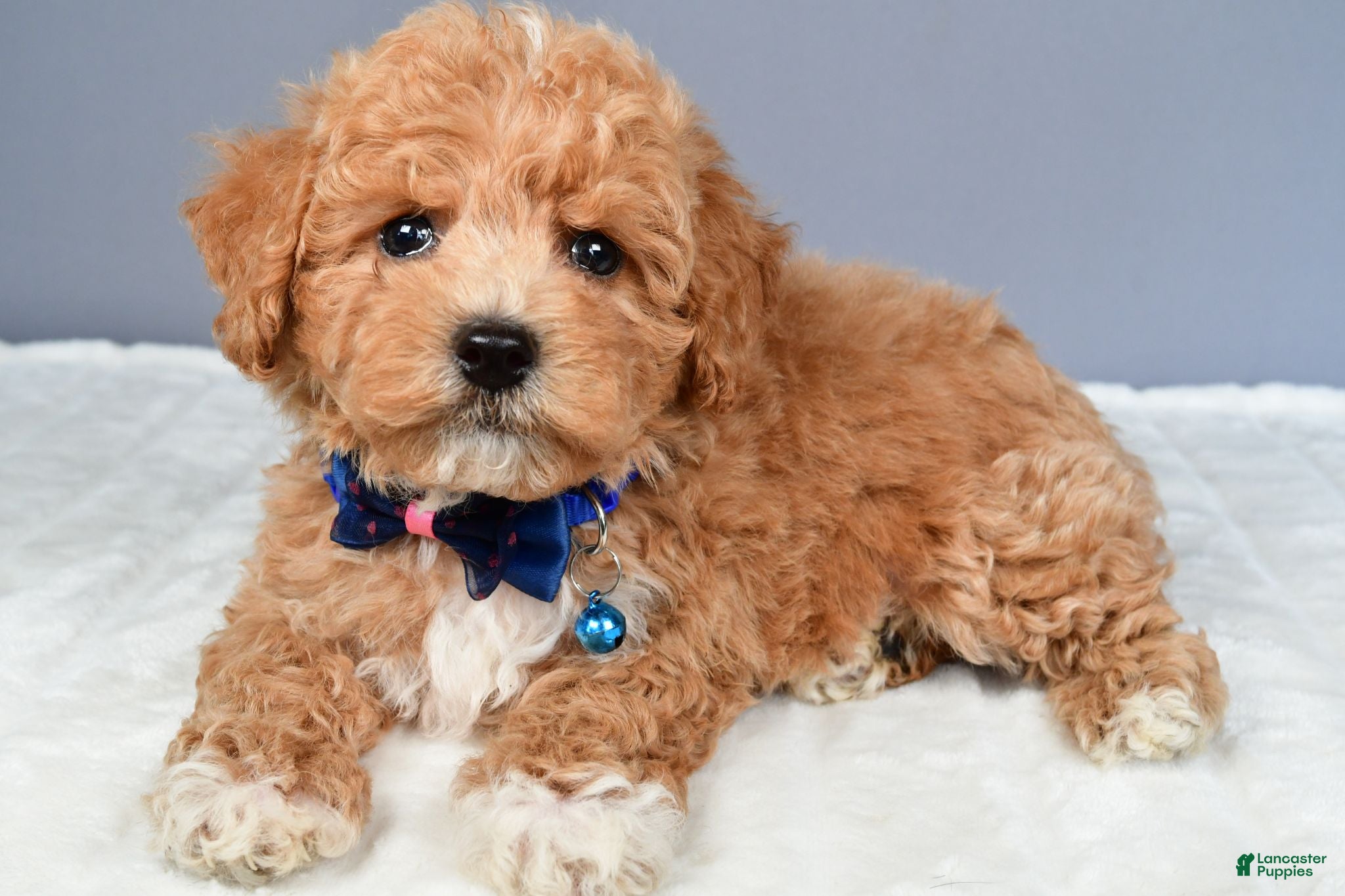 Miniature Poodle dogs Nelson - Ad 2