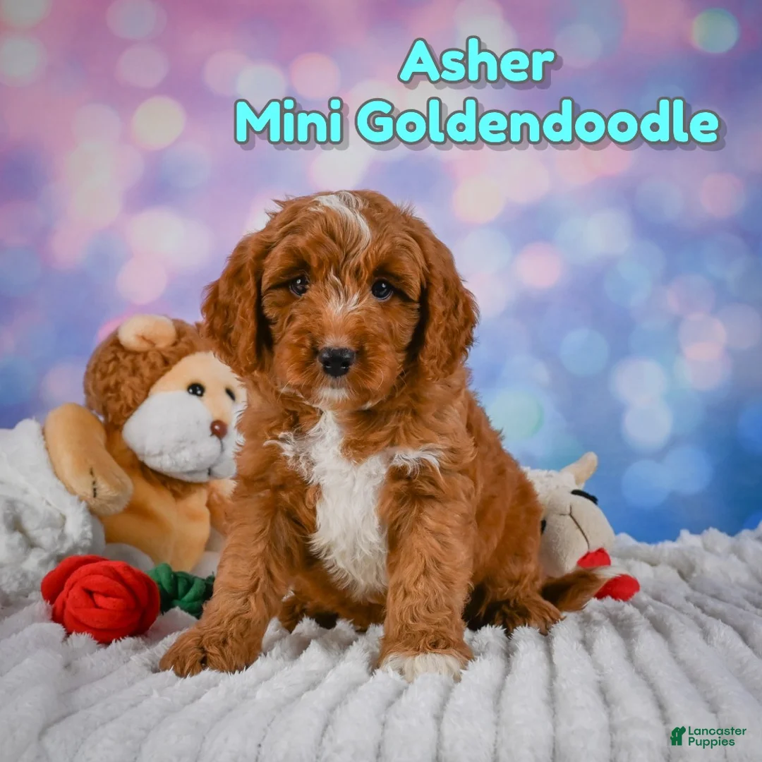 Mini Goldendoodle dogs for sale: Asher - Ad 1