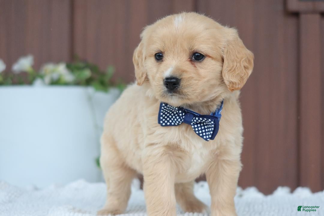 Miniature Golden Retriever dogs Miniature Golden Retriever Puppy 5 - Ad 2