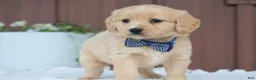 Miniature Golden Retriever dogs for sale: Miniature Golden Retriever Puppy 5 - Ad 2