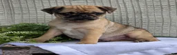 Pug dogs for sale: Bentley  - Ad 3