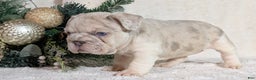 French Bulldog dogs for sale: Tiana - Ad 9