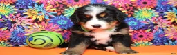 Bernese Mountain Dog dogs for sale: Heim  - Ad 4