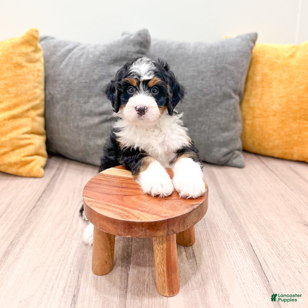Mini Bernedoodle dogs for sale: Katie - Ad 9