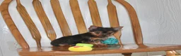 Yorkshire Terrier dogs for sale: Chase - Ad 6