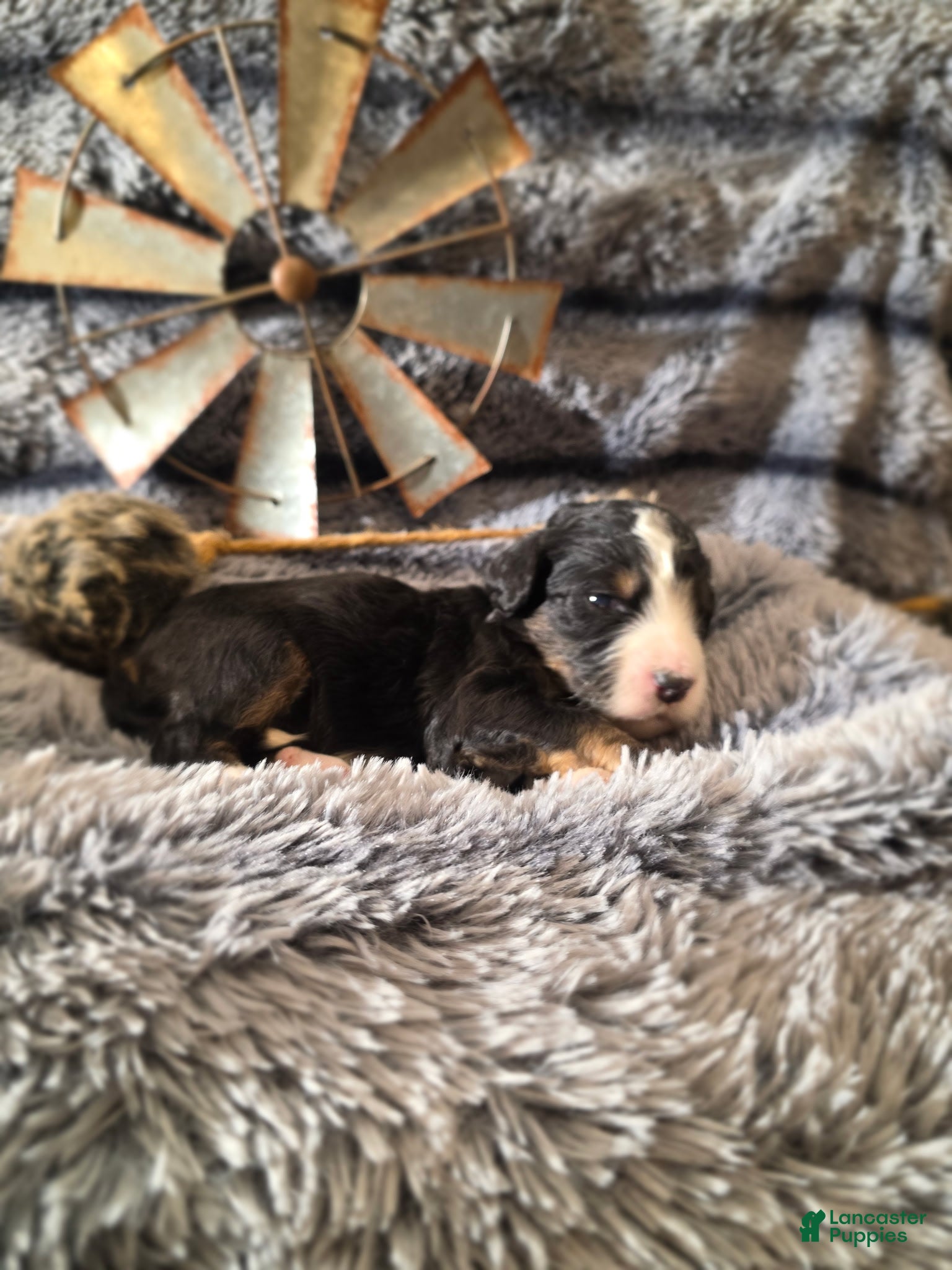 Bernedoodle dogs Bernedoodle Puppy 7 - Ad 18