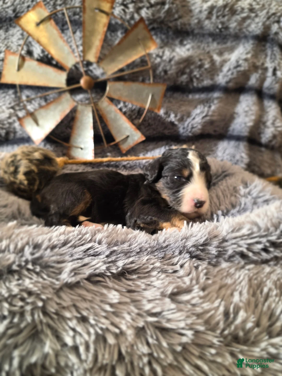 Bernedoodle dogs for sale: Bernedoodle Puppy 7 - Ad 1