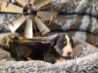 Bernedoodle dogs Bernedoodle Puppy 7 - Ad 4