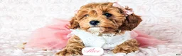Cavapoo dogs for sale: Alice - Ad 25