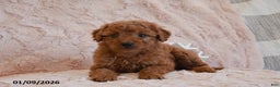Mini Goldendoodle dogs for sale: Dolly - Ad 2