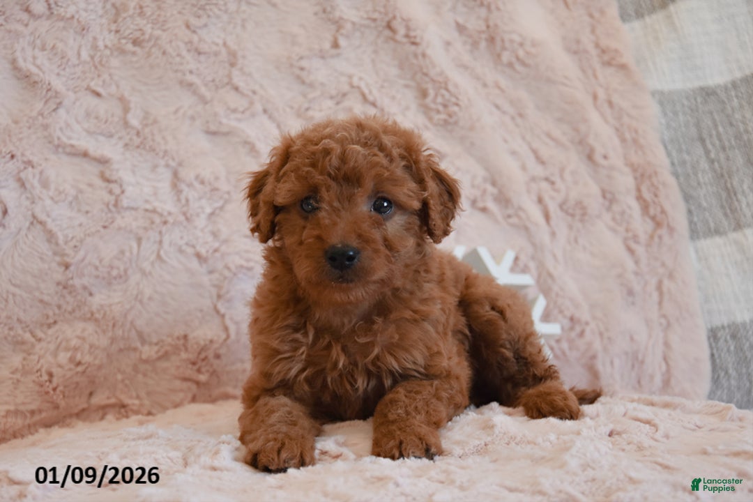 Mini Goldendoodle dogs for sale: Dolly - Ad 2