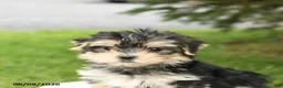 Morkie dogs for sale: Buddy - Ad 5