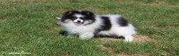 Pomeranian dogs for sale: Karter - Ad 13