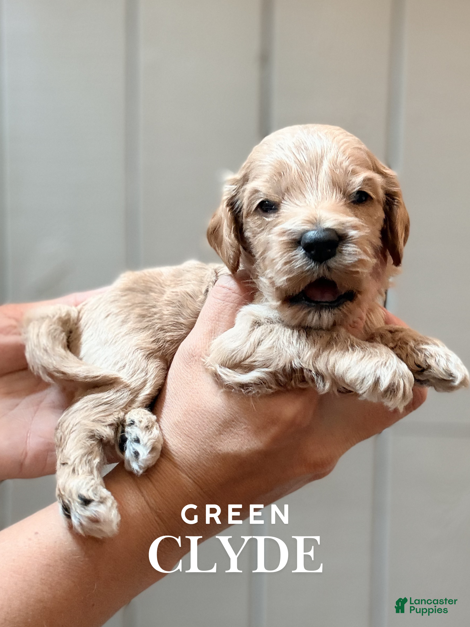 Cockapoo dogs "Clyde" Cockapoo  - Ad 1