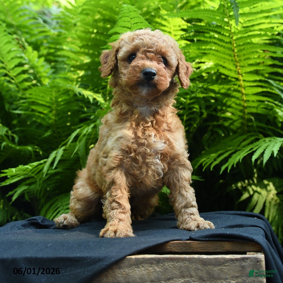 Yorkiepoo dogs Glitter - Ad 1