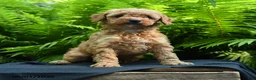 Yorkiepoo dogs for sale: Glitter - Ad 1