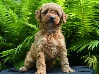 Yorkiepoo dogs for sale: Glitter - Ad 1