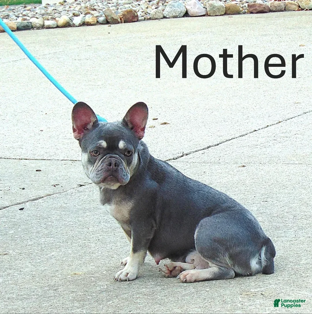 French Bulldog dogs for sale: Milly - Ad 11