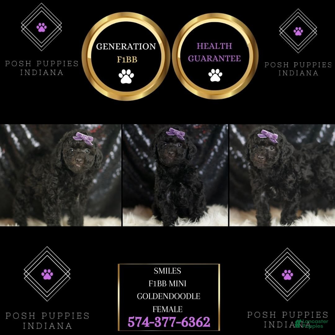 Mini Goldendoodle dogs for sale: Smiles - Ad 6