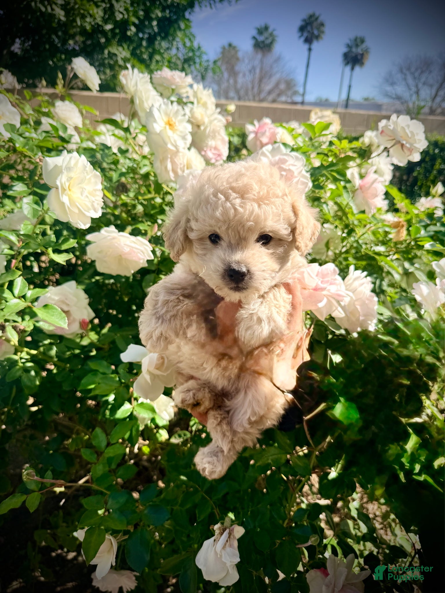 Maltipoo dogs Olliver - Ad 3