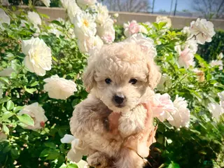 Maltipoo dogs Olliver - Ad 14