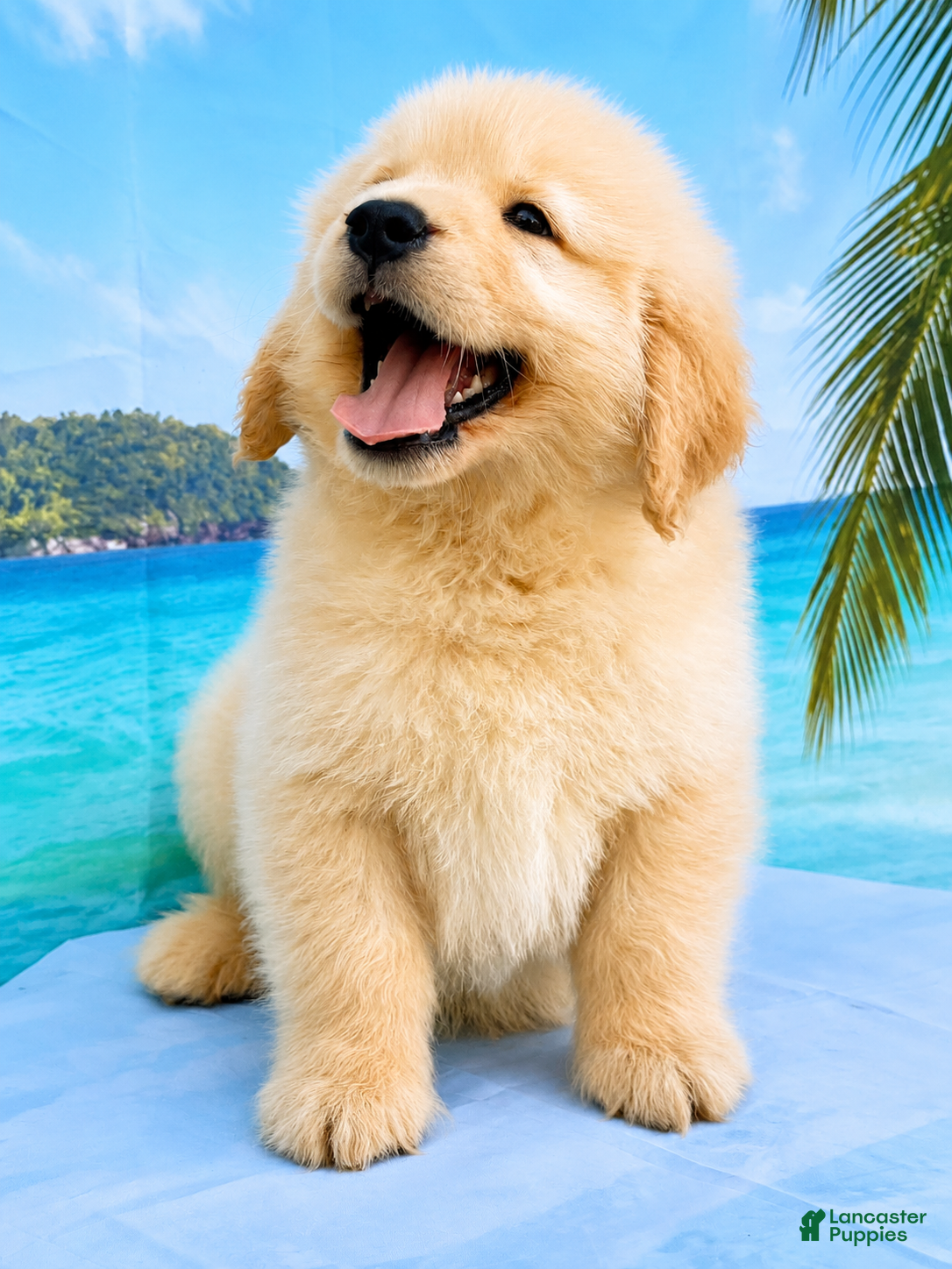 Golden Retriever dogs Golden Retriever 6 - Ad 1