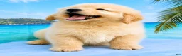 Golden Retriever dogs for sale: Golden Retriever 6 - Ad 1