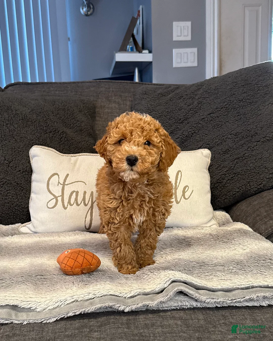 Mini Goldendoodle dogs for sale: Vance - Ad 1