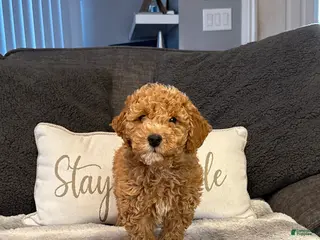 Mini Goldendoodle dogs Vance - Ad 9