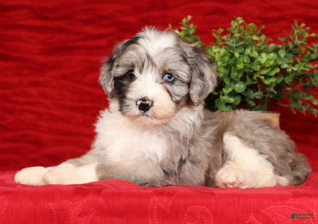 Mini Sheepadoodle dogs for sale: Roscoe - Ad 3