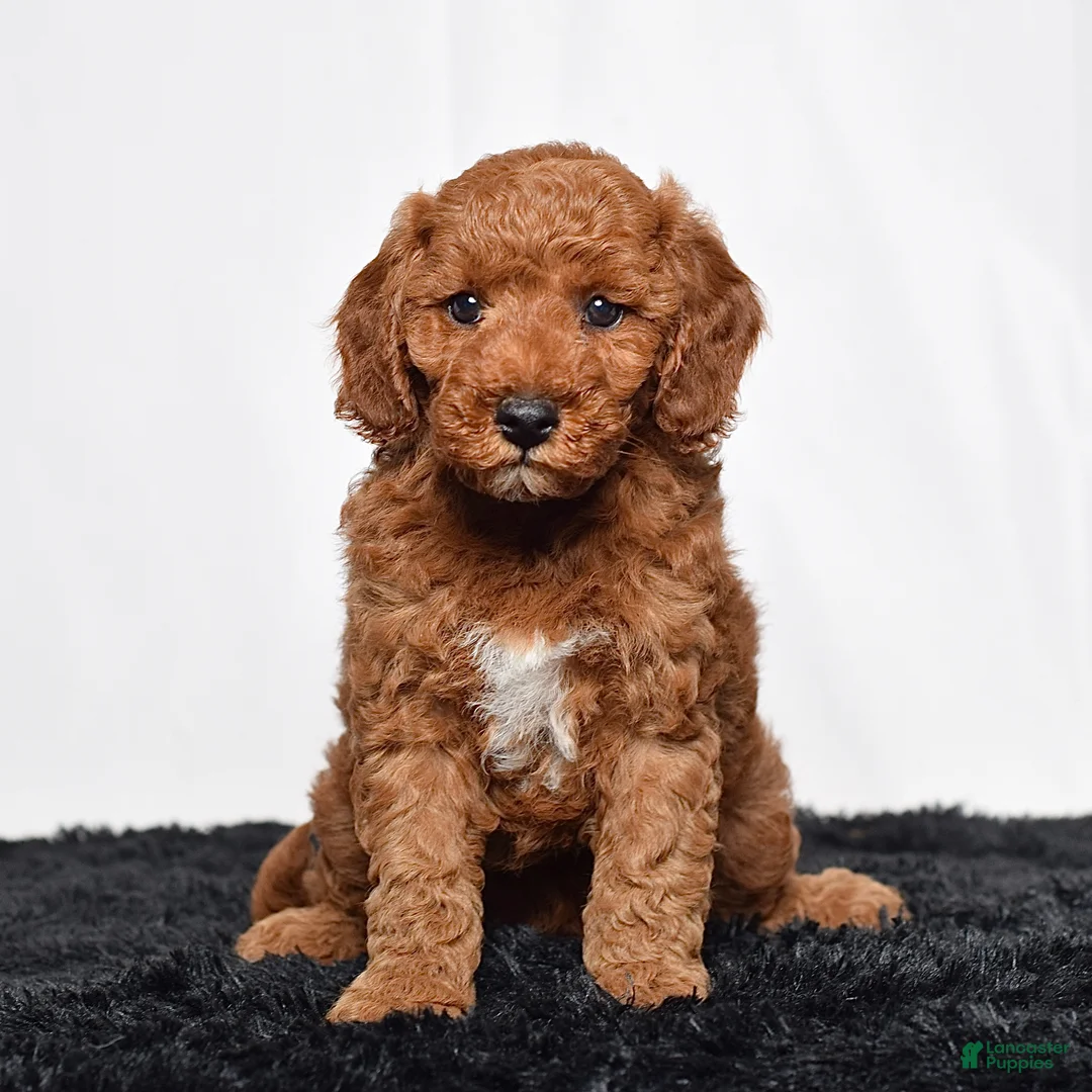 Mini Goldendoodle dogs for sale: Rio - Ad 1